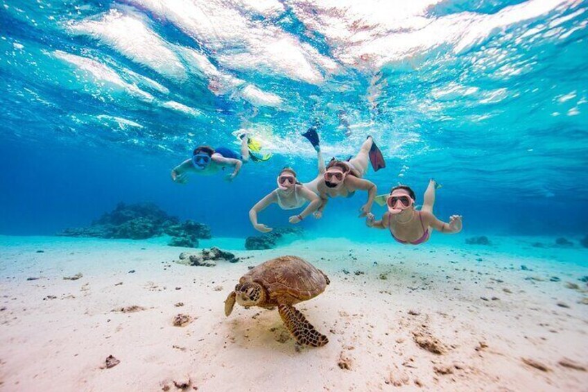 Private turtle tour Cook Islands