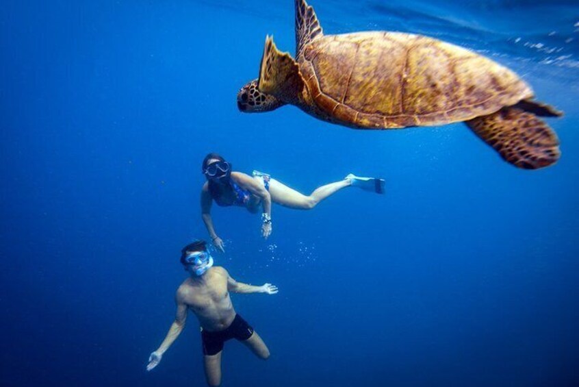 cook islands turtles