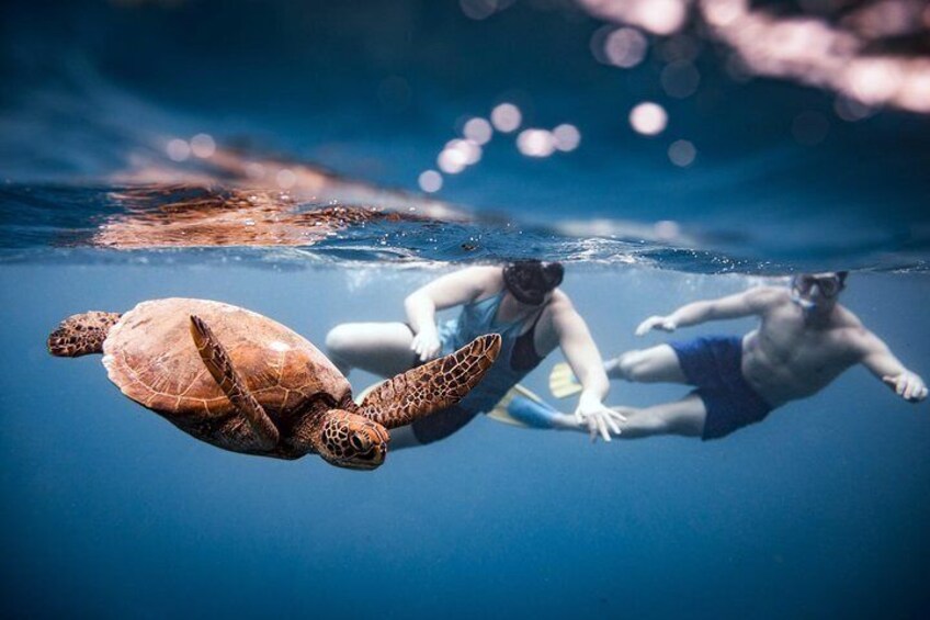 cook islands turtles