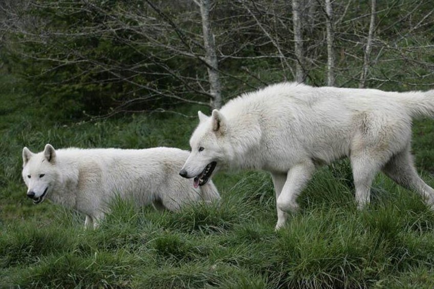 Resident Ambassador Wolves