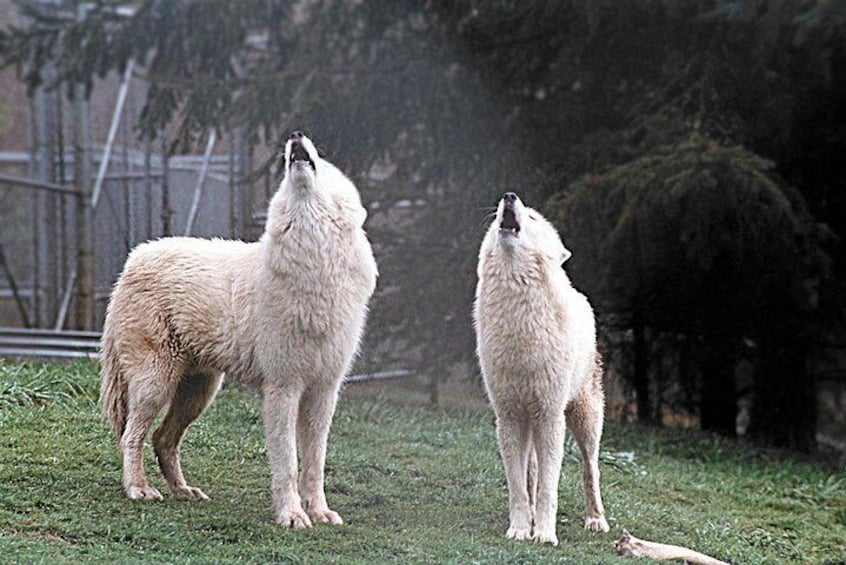 Come Howl With Us!