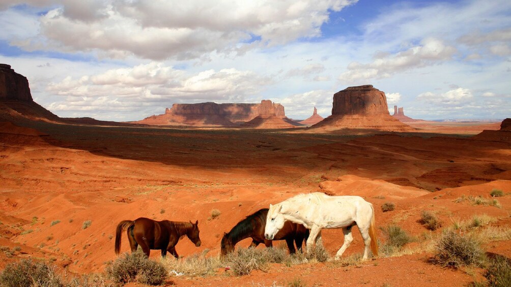 Horses graze at Monument Valley Tribal Park