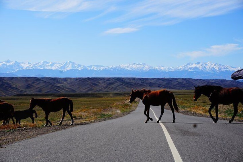 Golden Circle Of Almaty express 3 day tour with local guide. Best destinations!