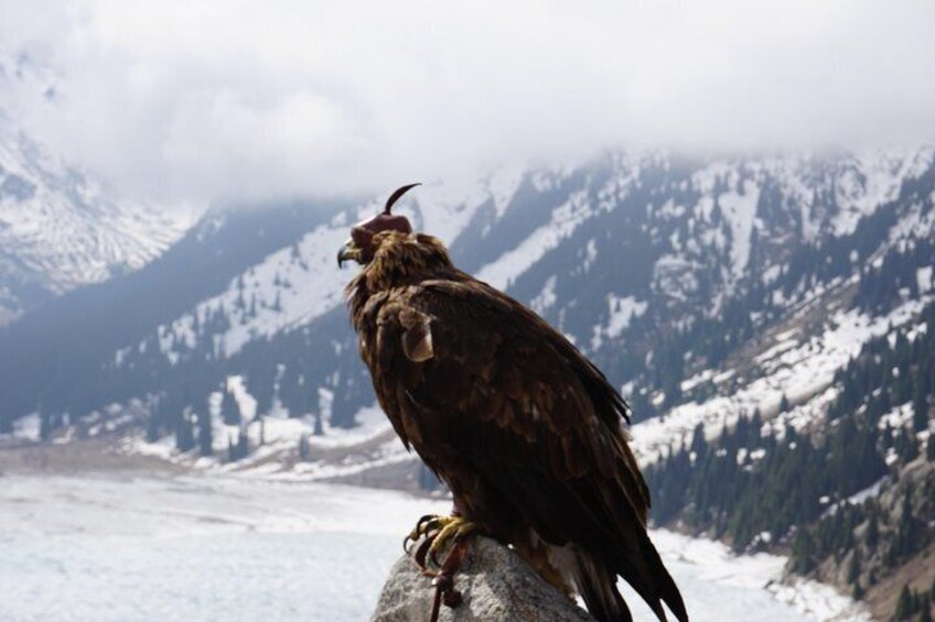 Big Almaty Lake BAO and falcon farm Sunkar 1 day tour with local guide! Lunch+ 