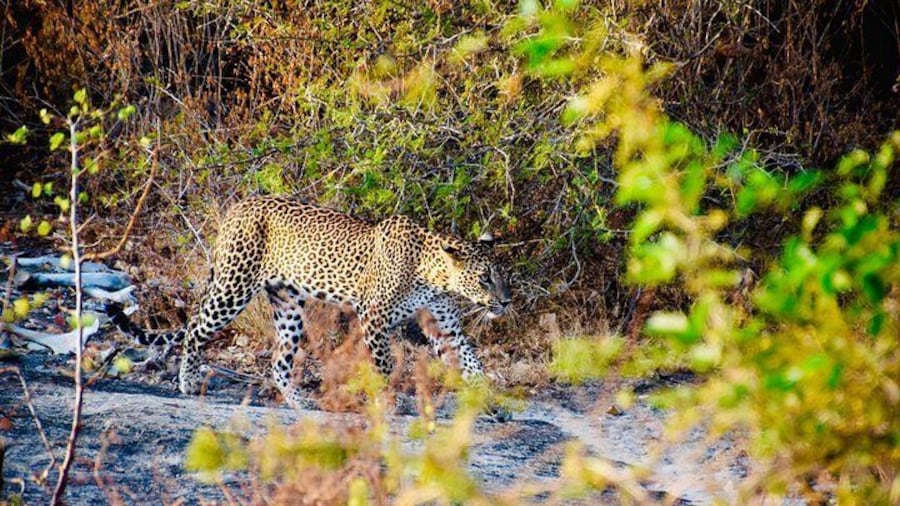 Private Jeep-Safari in Yala Nationalpark