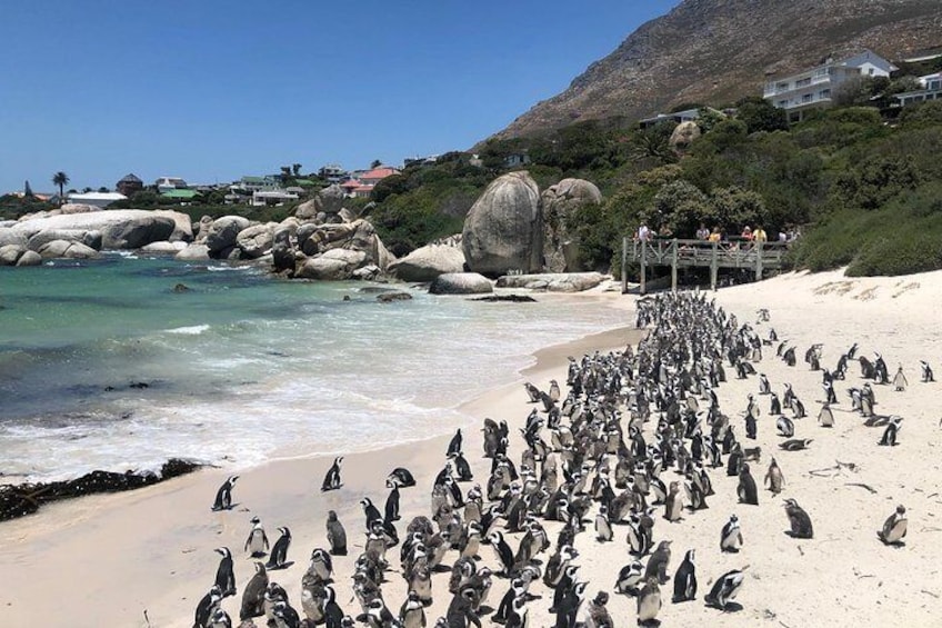 Penguin Colony