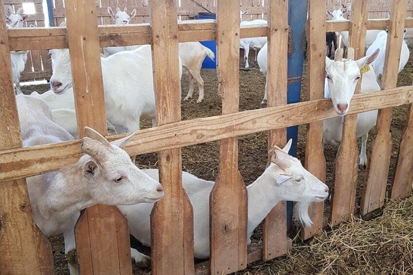 Our goat farm