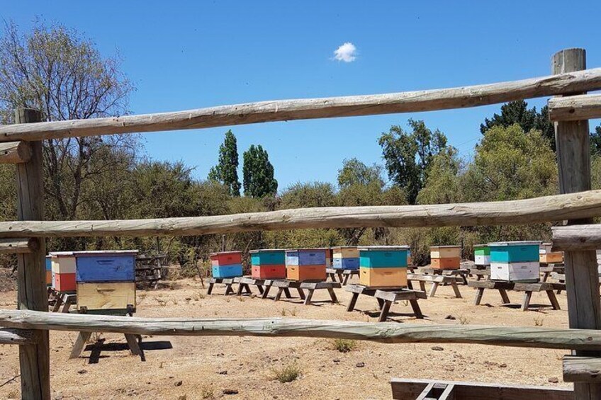 Bee farm