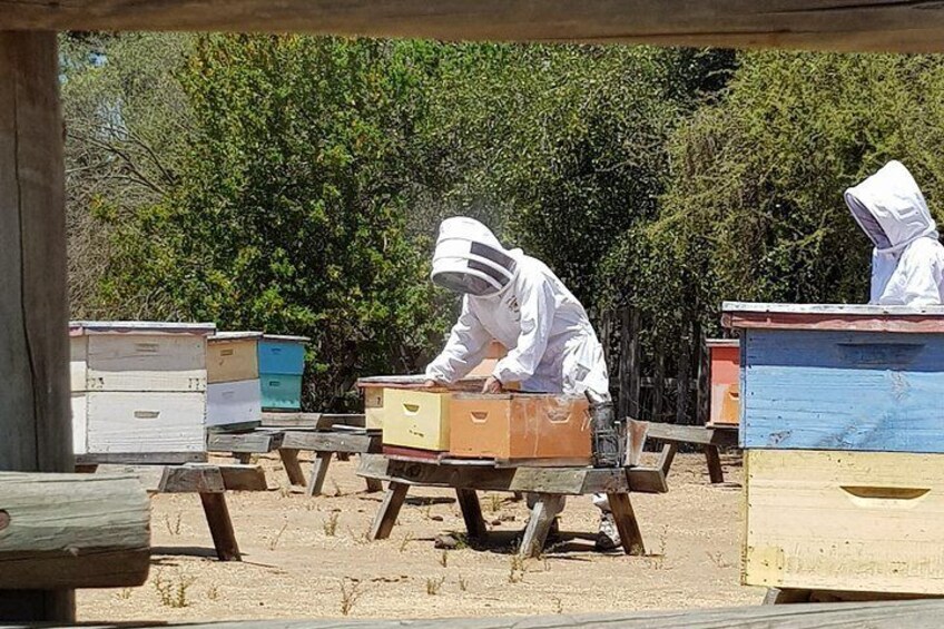 Our beekeepers