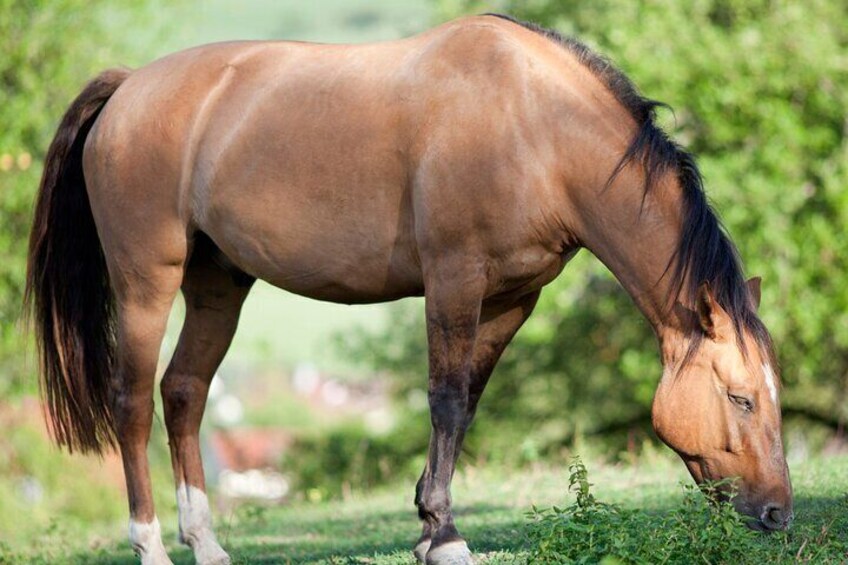 Chilean Criollo Horses
