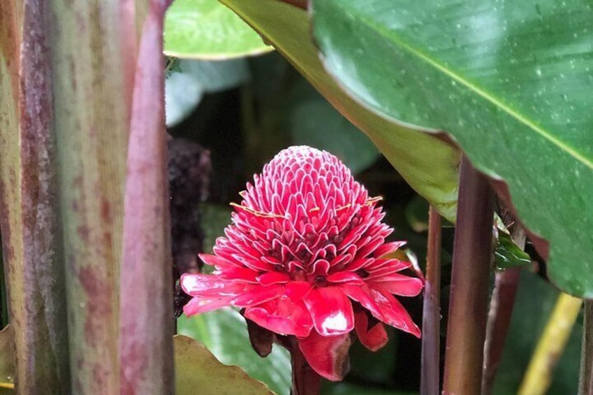 Tropical Plants - Red Torch Ginger