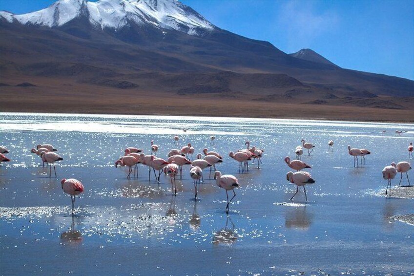 Uyuni Salt Flats - 3 Days/2 Nights + Transfer San Pedro de Atacama - English