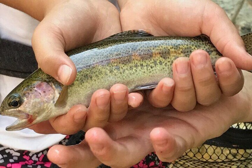 Family Fun Private Half Day Fly Fishing Adventure