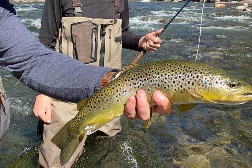 Brown Trout