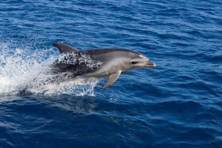 Show item 2 of 6. Dolphins are a common sight