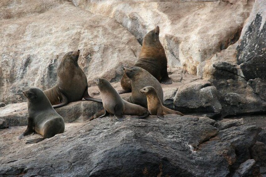 Show item 5 of 6. Australian fur seals