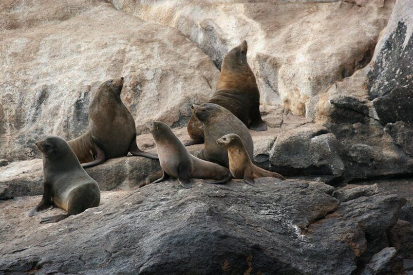 Australian fur seals