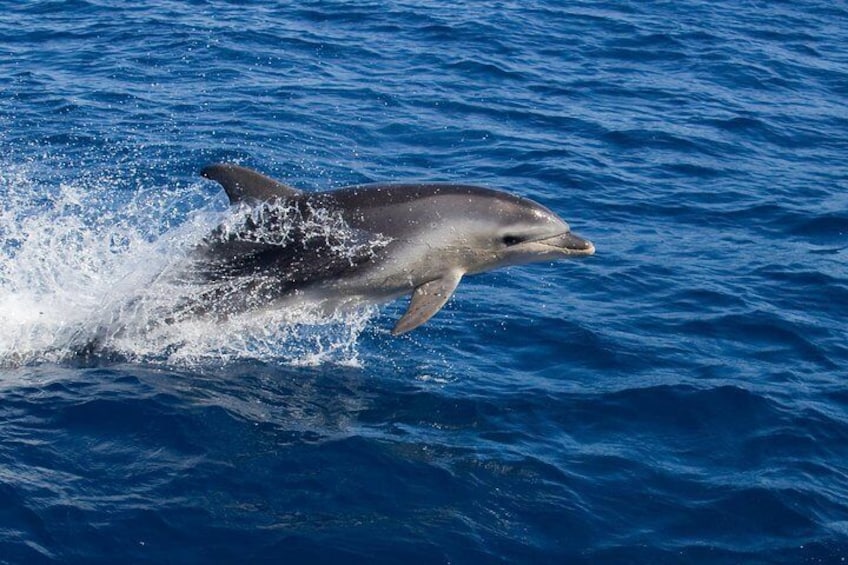 Dolphins are a common sight