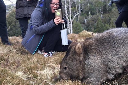 Cradle Mountain - Hobart to Launceston Day Tour