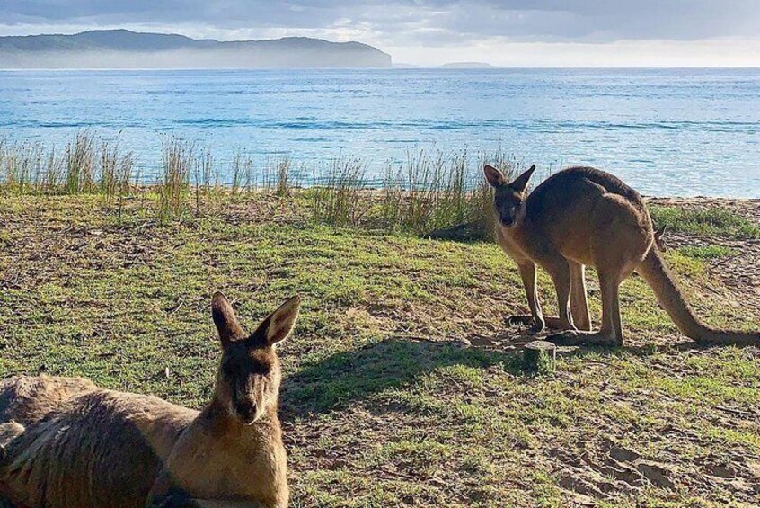Batemans Bay Overnight Kayak Camping Tour from Canberra - All Inclusive