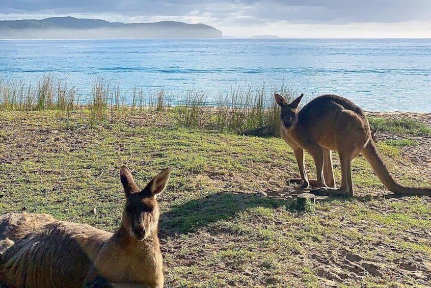 Batemans Bay Overnight Kayak Camping Tour from Canberra - All Inclusive