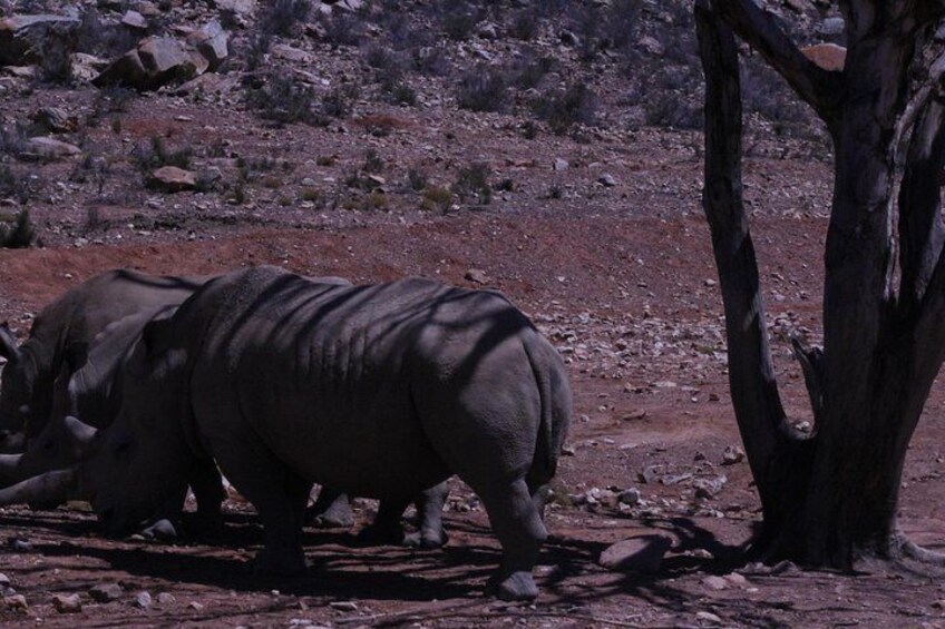 Aquila Game Drive and Safari