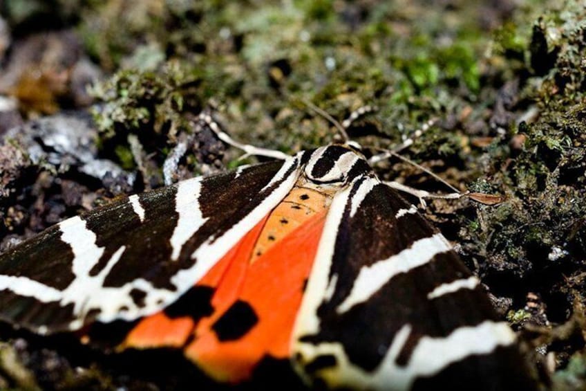 Butterflies