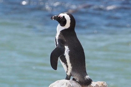 Best Of The Cape 8 Hour Private Tour