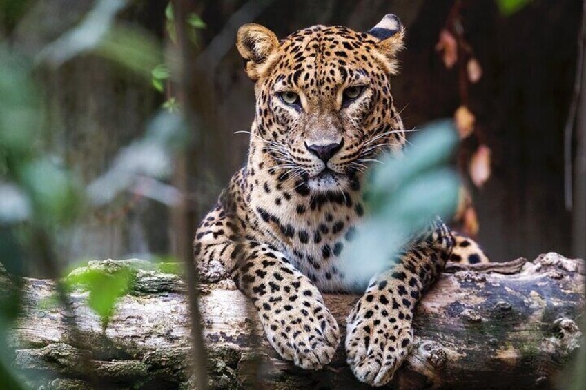 Day Tour from Colombo to Yala National Park Safari