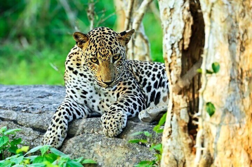 Day Tour from Colombo to Yala National Park Safari