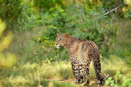 Day Tour from Colombo to Yala National Park Safari