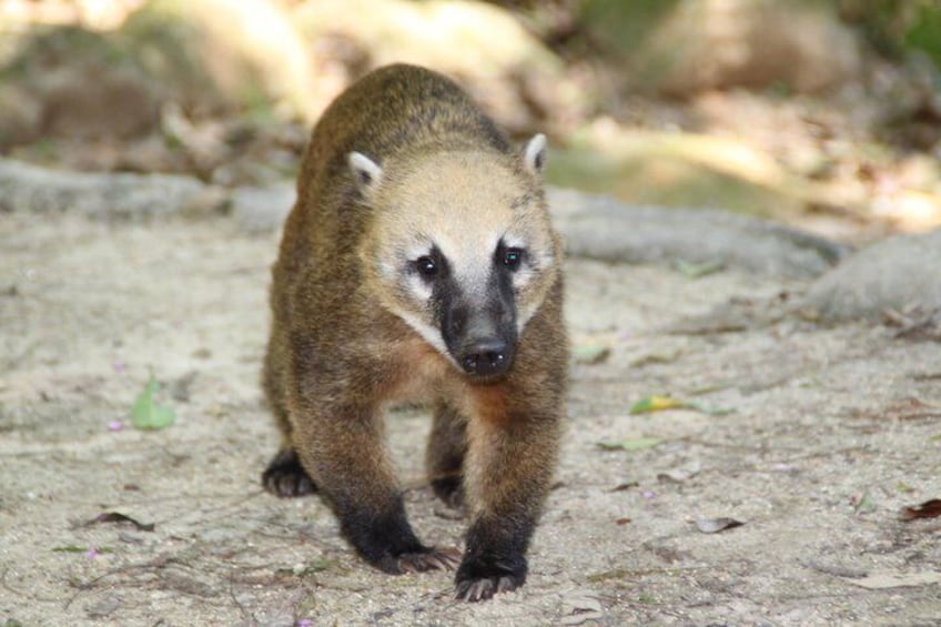 Raccoon or quati in tijuca forest