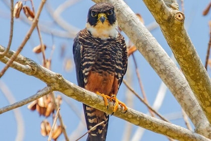Rio Maya Bird Sanctuary and Spanish Lookout all Inclusive Birdwatching Tour