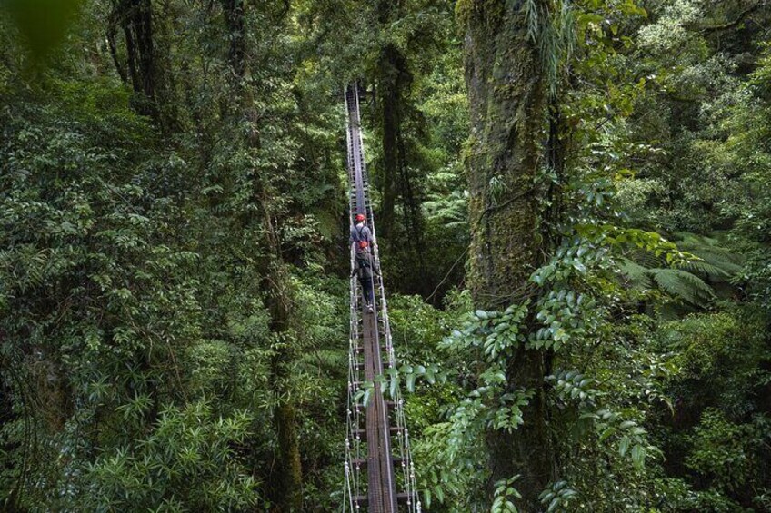 The Ultimate Canopy Zipline Experience Private Tour From Auckland