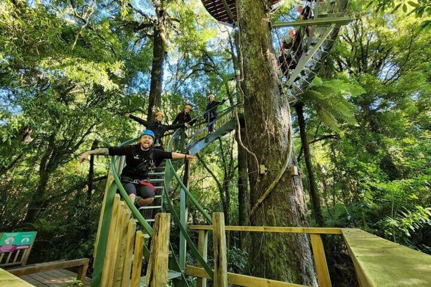 The Ultimate Canopy Zipline Experience Private Tour From Auckland