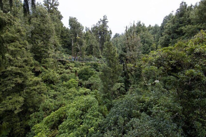 The Ultimate Canopy Zipline Experience Private Tour From Auckland