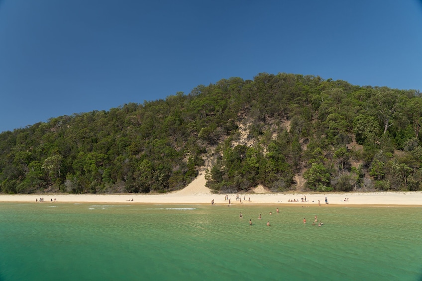 Show item 3 of 7. From Gold Coast Dolphin Watch & Tangalooma Wreck Snorkeling