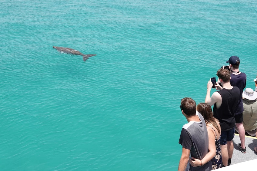 Show item 5 of 7. From Gold Coast Dolphin Watch & Tangalooma Wreck Snorkeling