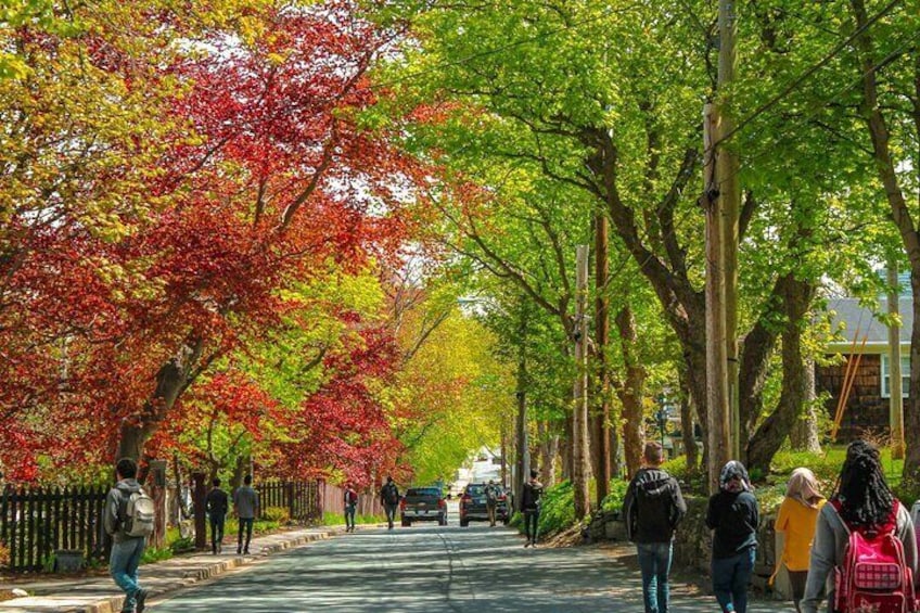 Self Guided Adventure Hunt: Canada's Original City - Saint Johns