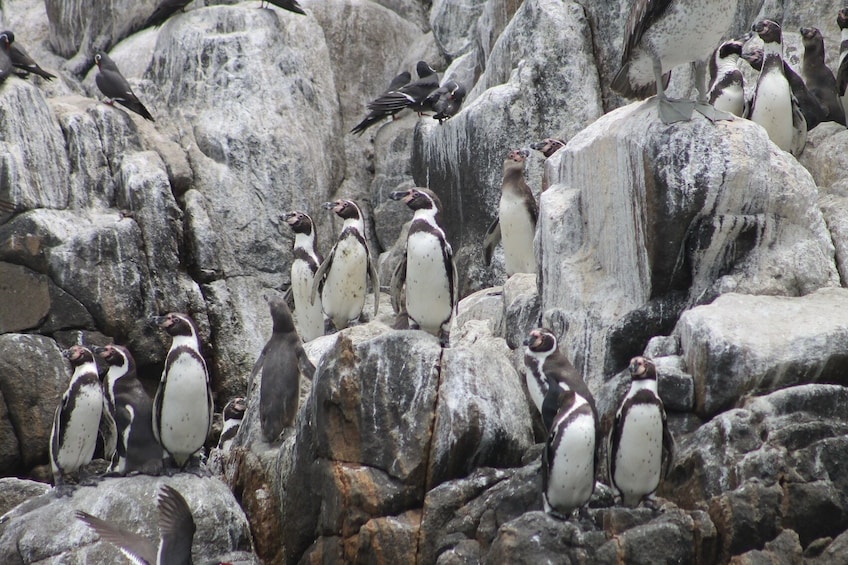 Palomino Islands Sea Lion Swimming Tour from Lima