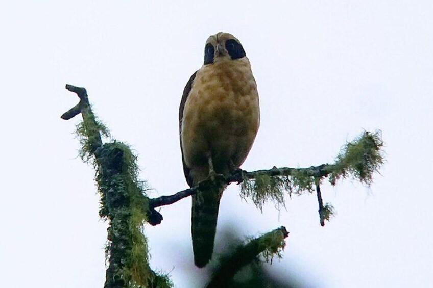 Birdwatching Mindo Tour