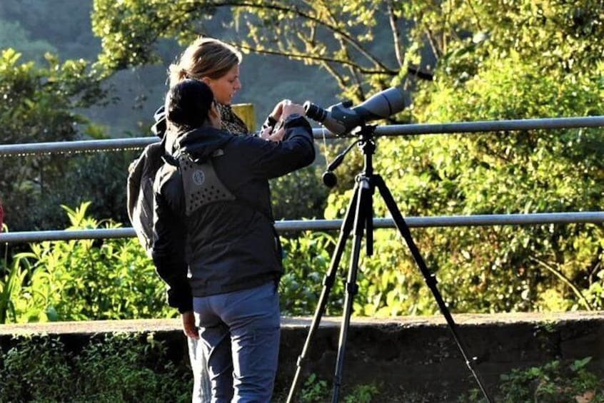 Birdwatching Mindo Tour