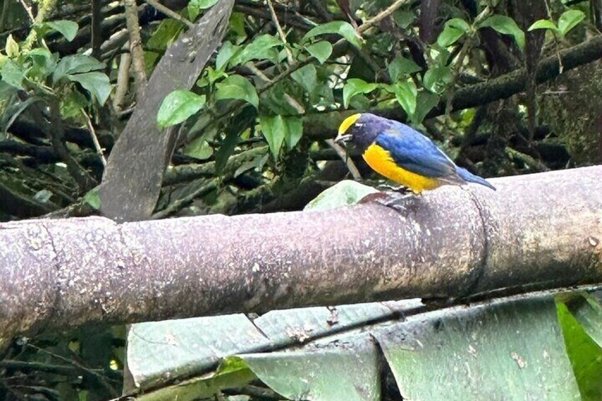 Cloud Forest Mindo Bird-Watching, Private Tour.