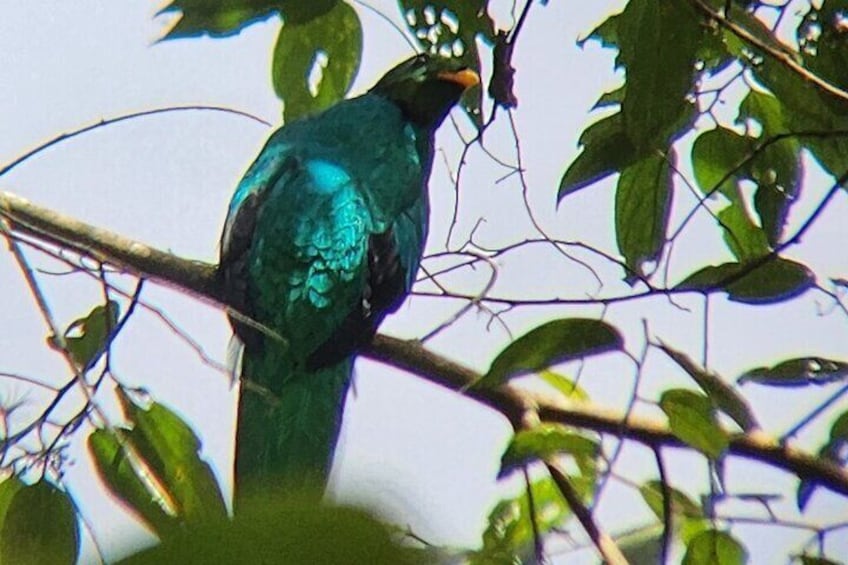 Cloud Forest Mindo Bird-Watching, Private Tour.