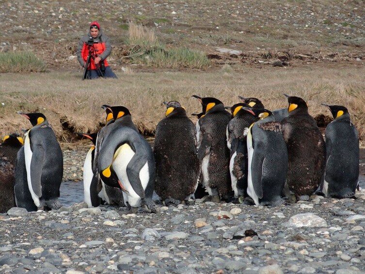 Excursion Park Pinguino Rey, Tierra del Fuego