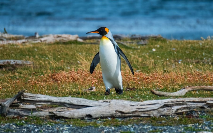 Excursion Park Pinguino Rey, Tierra del Fuego
