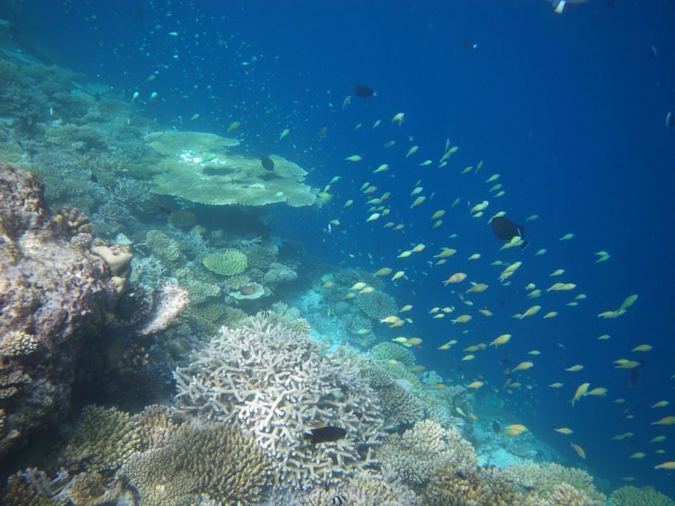 Mantanani Islands Scuba Diving Experience with River Cruise