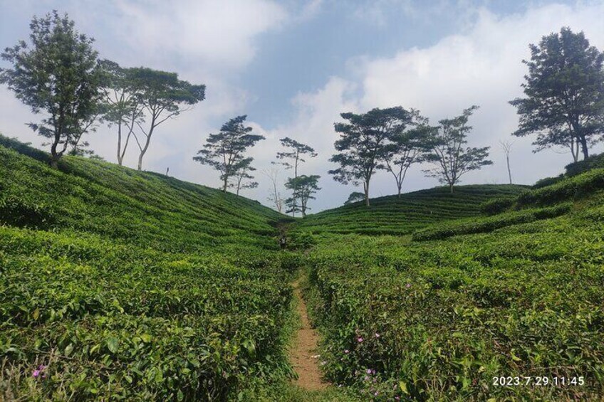 The tea plantation