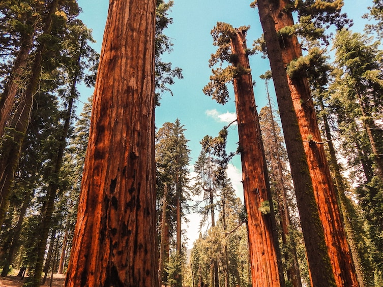 Yosemite & Giant Sequoia Day Tour