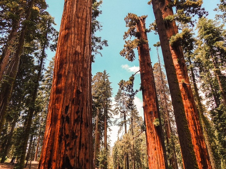 Yosemite & Giant Sequoia Day Tour